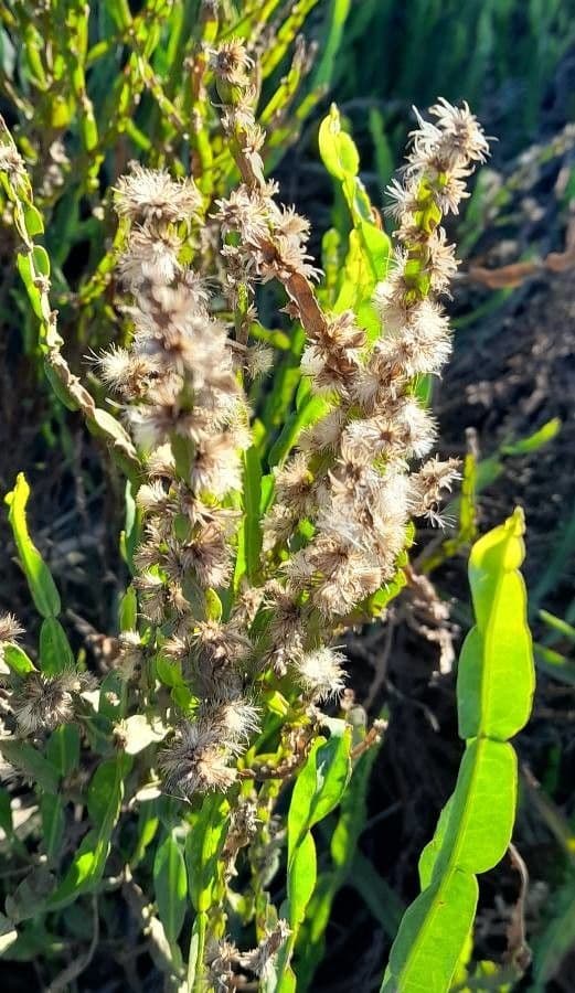 Baccharis trimera