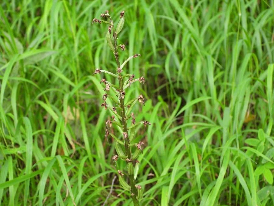 Zweiblättrige Waldhyazinthe 4