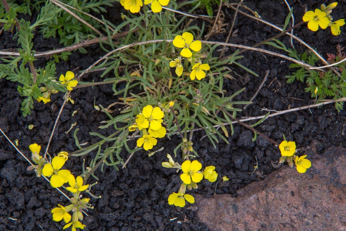 Mauer-Glockenblume 9