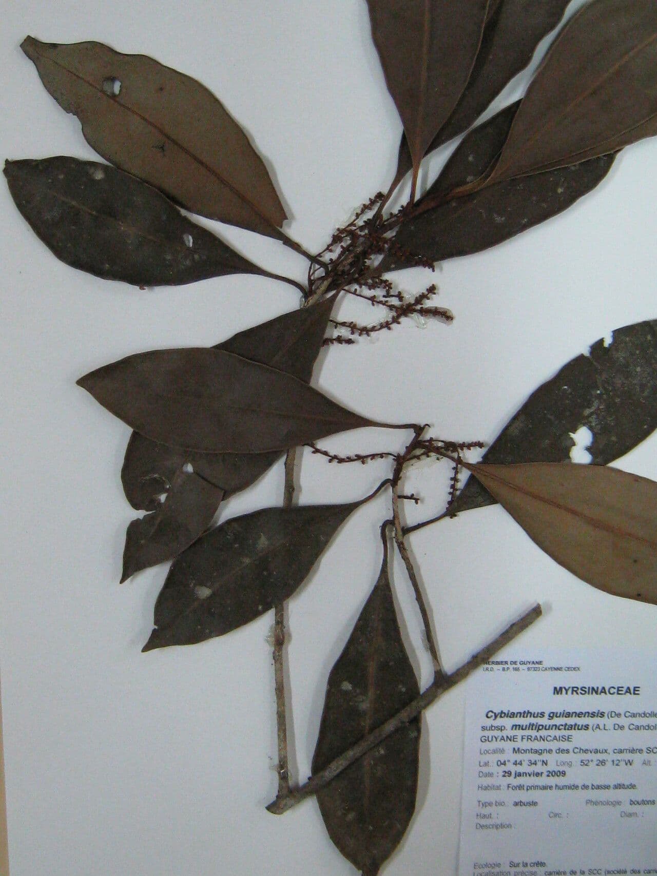 Cybianthus guyanský 3