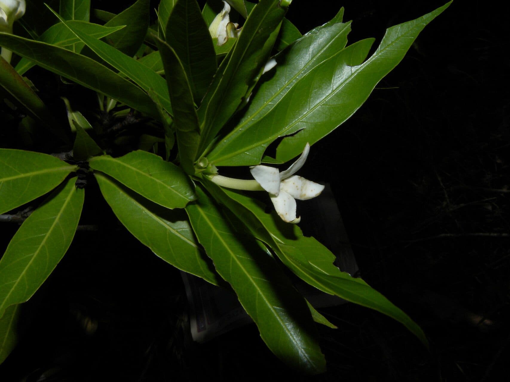 Alibertia edule 7