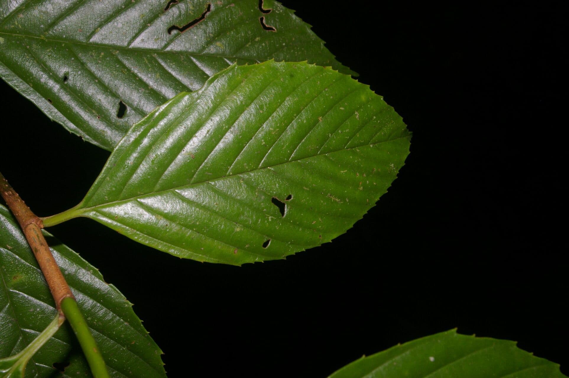 Ticodendron 12