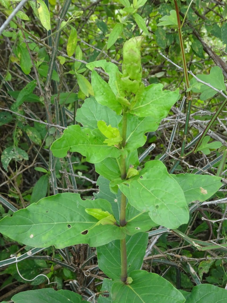 Ecbolium 9