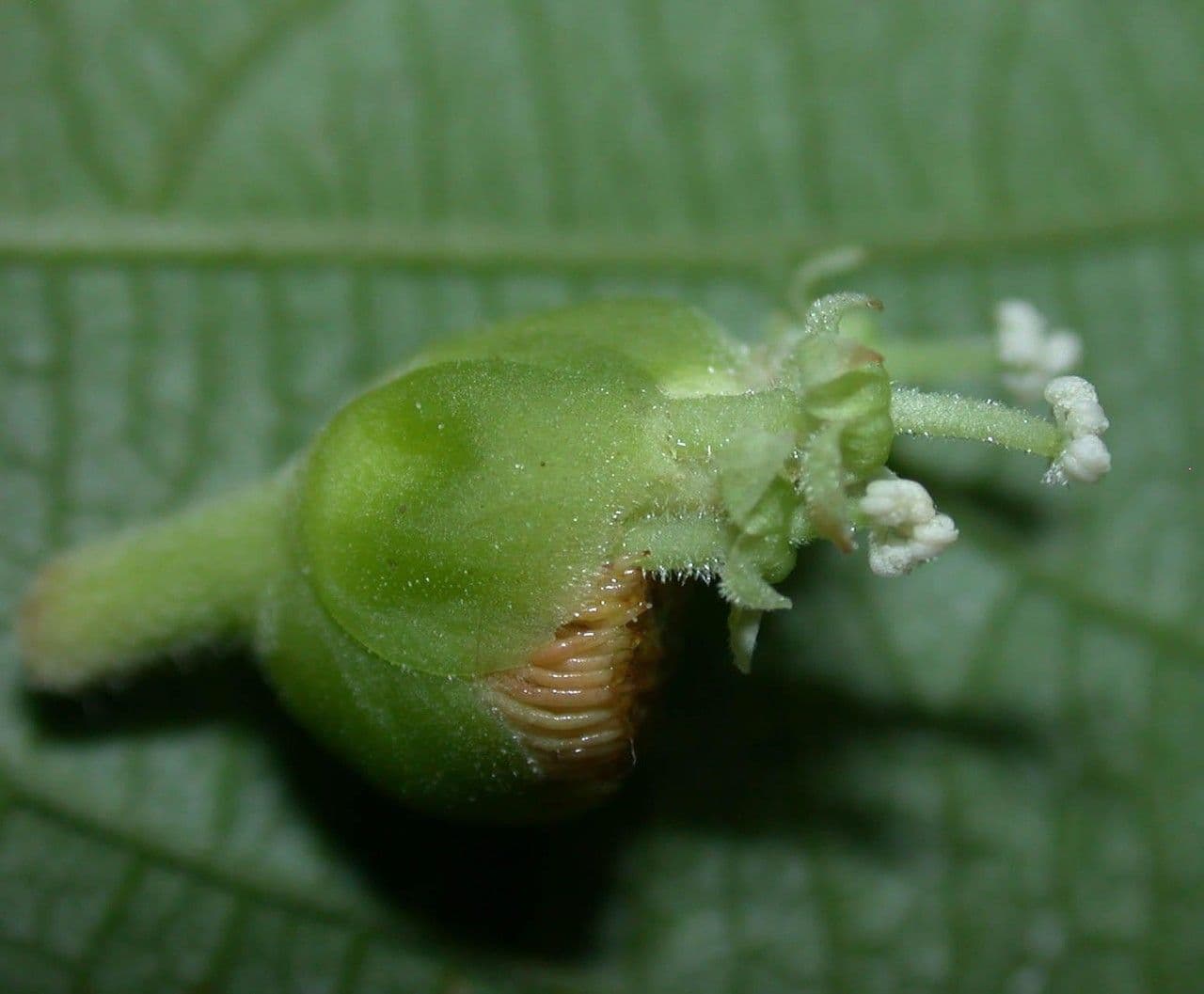 Dalechampia 2