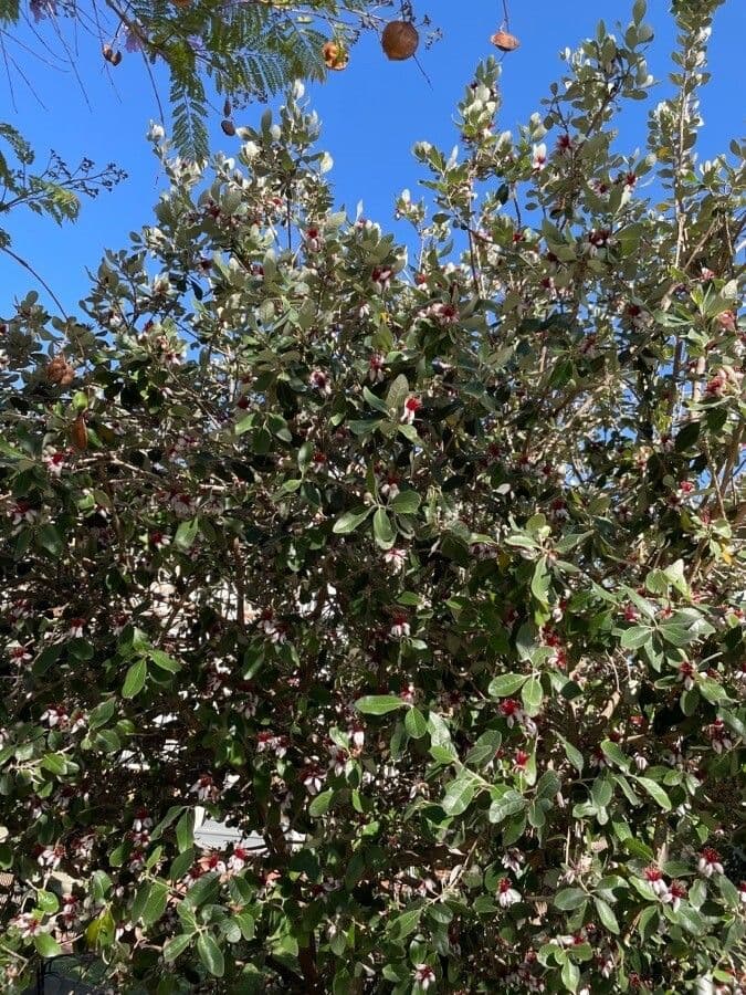 Feijoa 14
