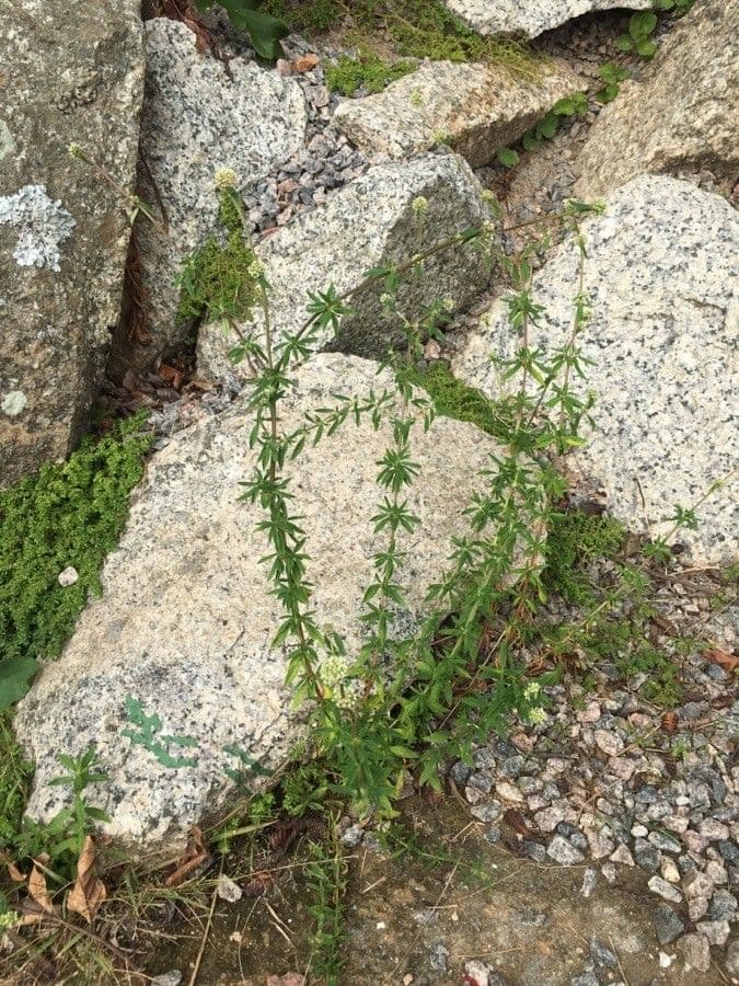 Spermacoce verticillata 9