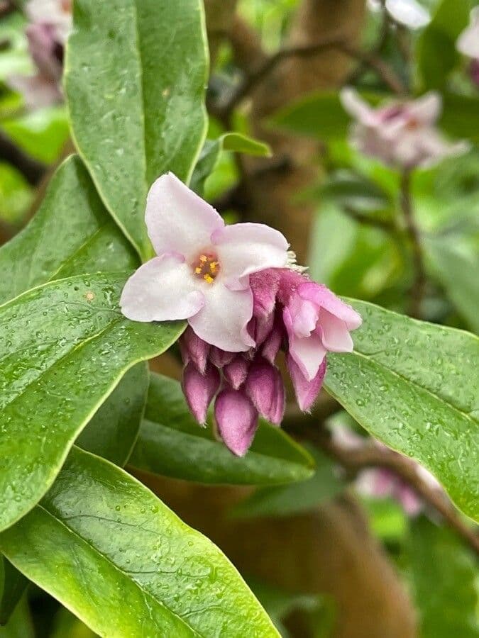 Daphne odora 6