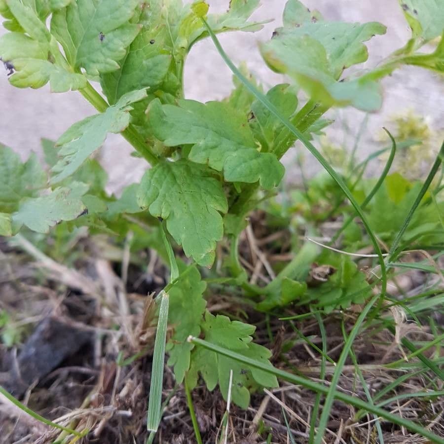 Wald-Scheinmohn 21