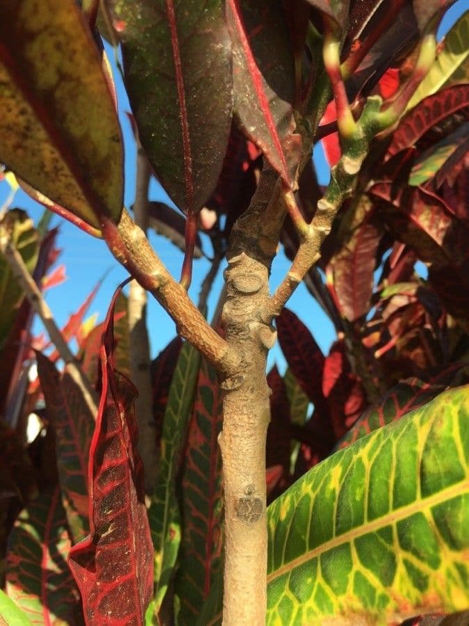 Croton variegato 24