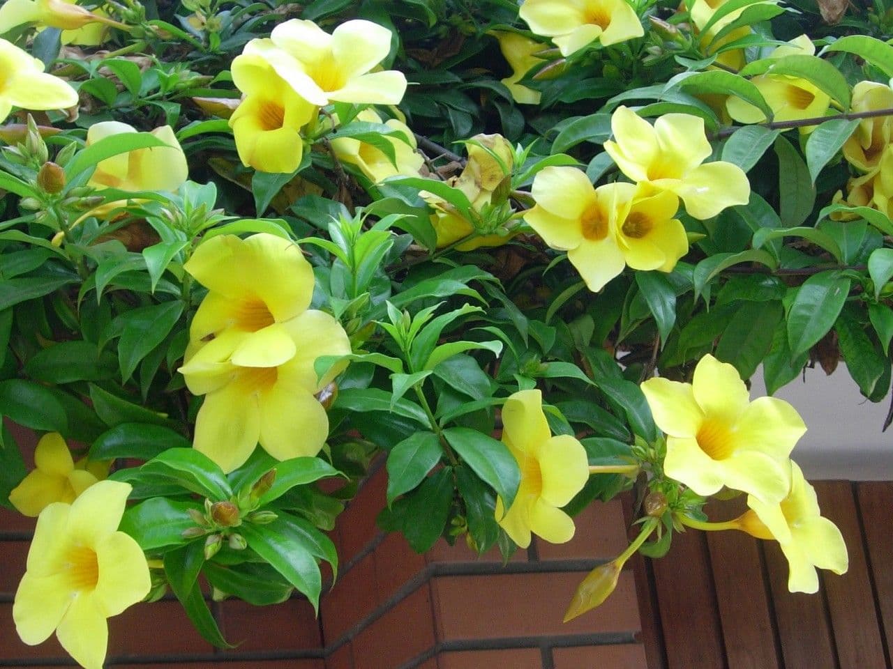 Allamanda 29