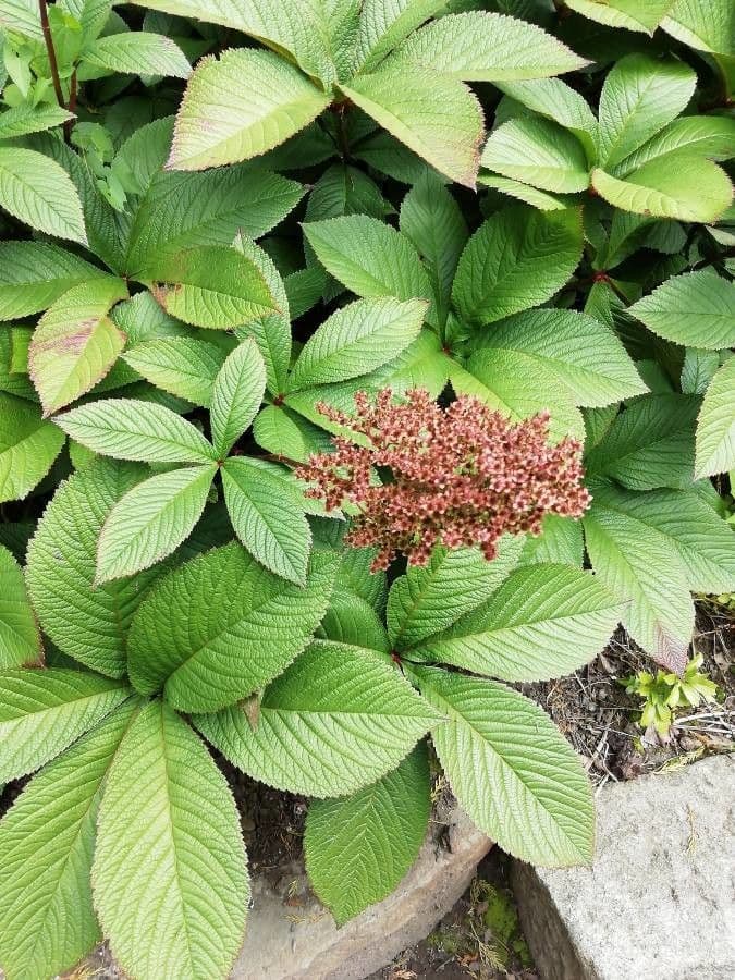 Rodgersia 5