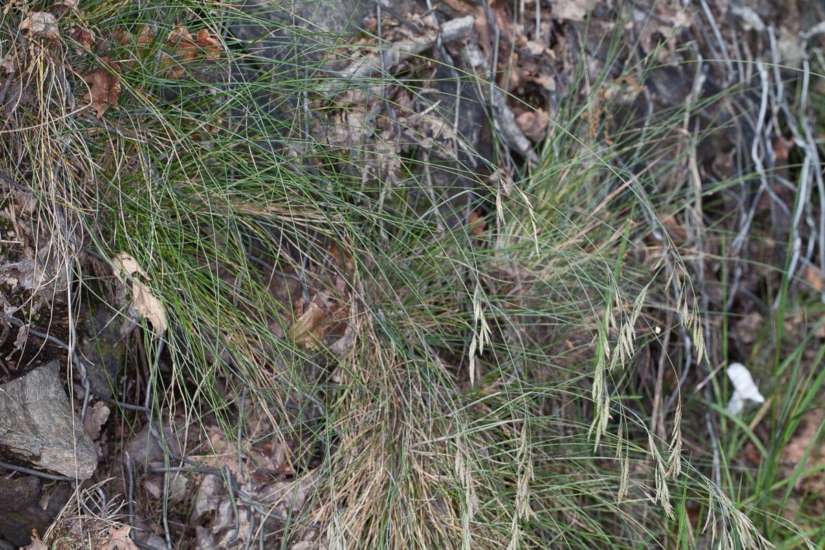 Festuca flavescens 11
