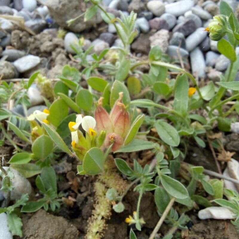 Tripodion tetraphyllum 15
