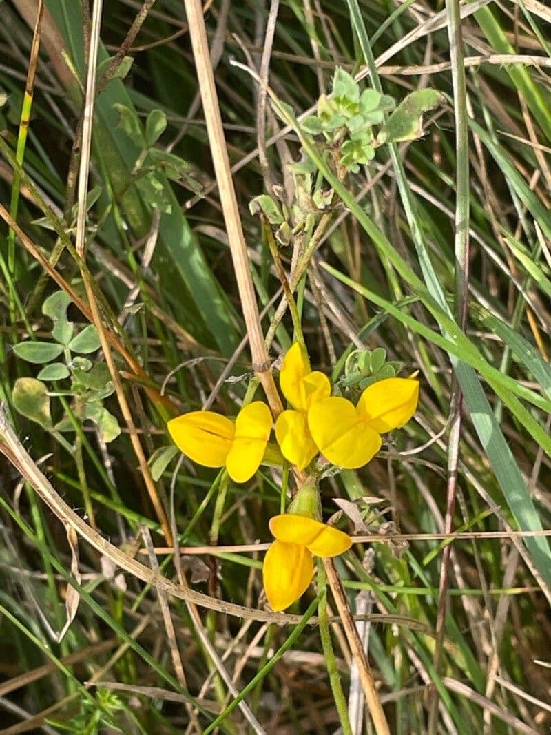 Lotier corniculé 12