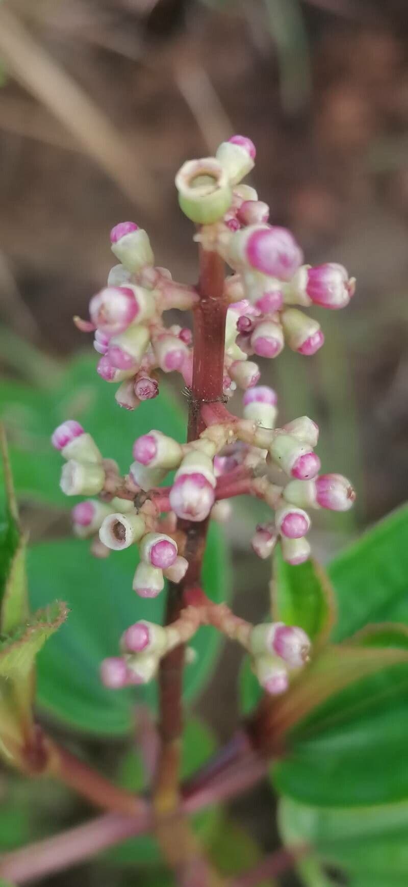 Miconia 7
