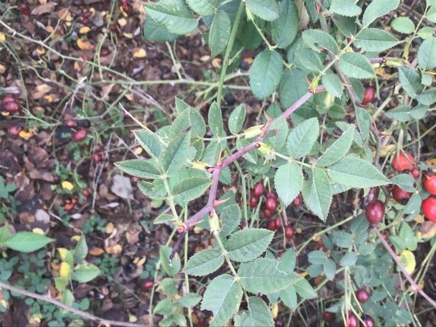 Spitzblättrige Rose 7