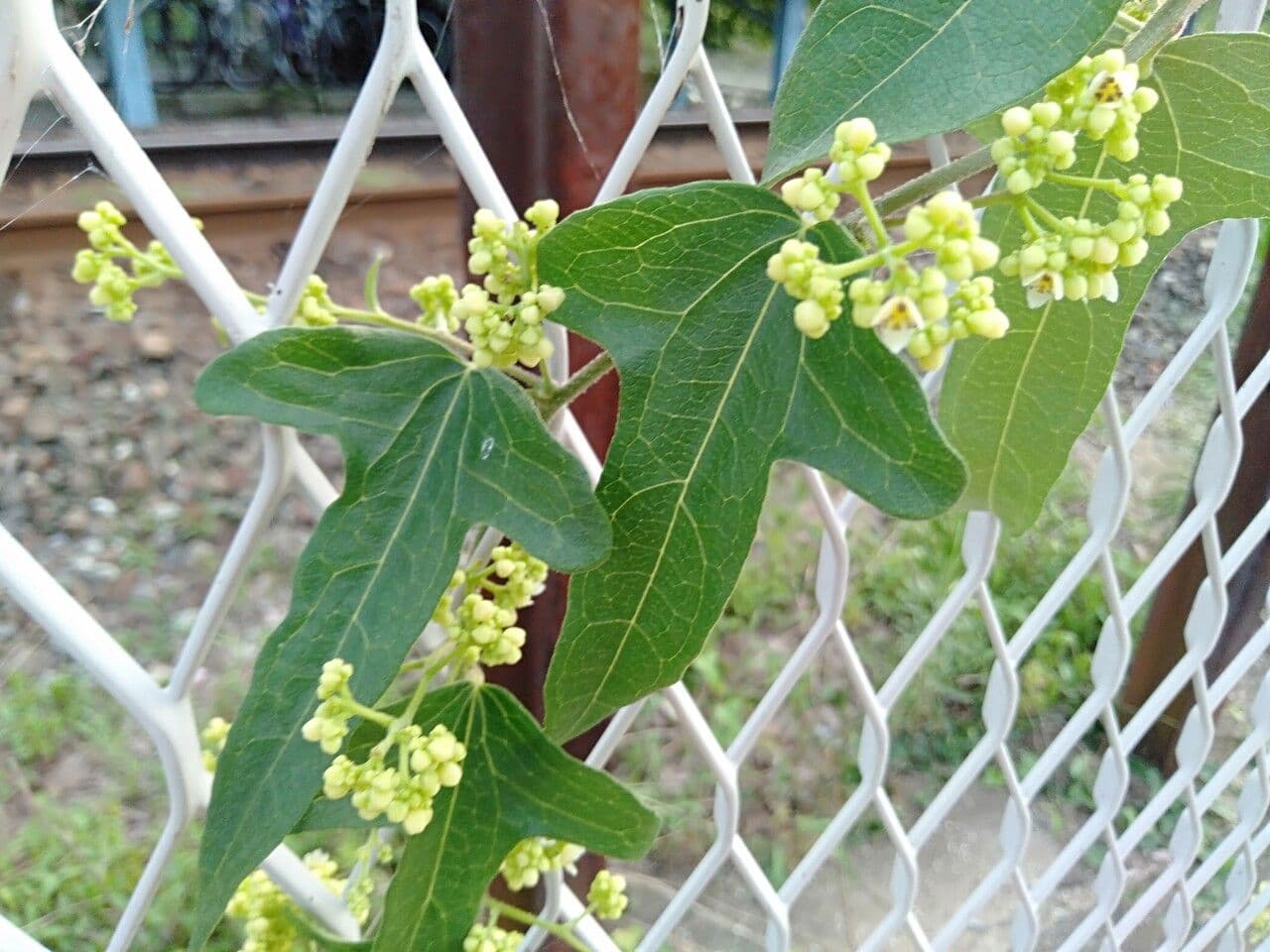 Cocculus orbiculatus 3