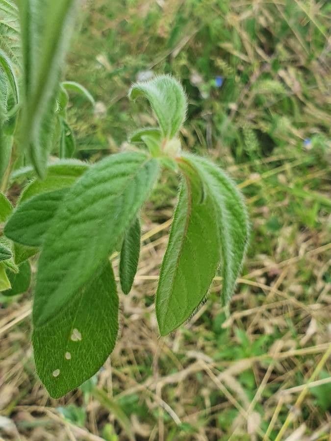 Cyathula 14
