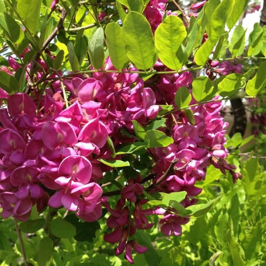 Robinia ispida 8