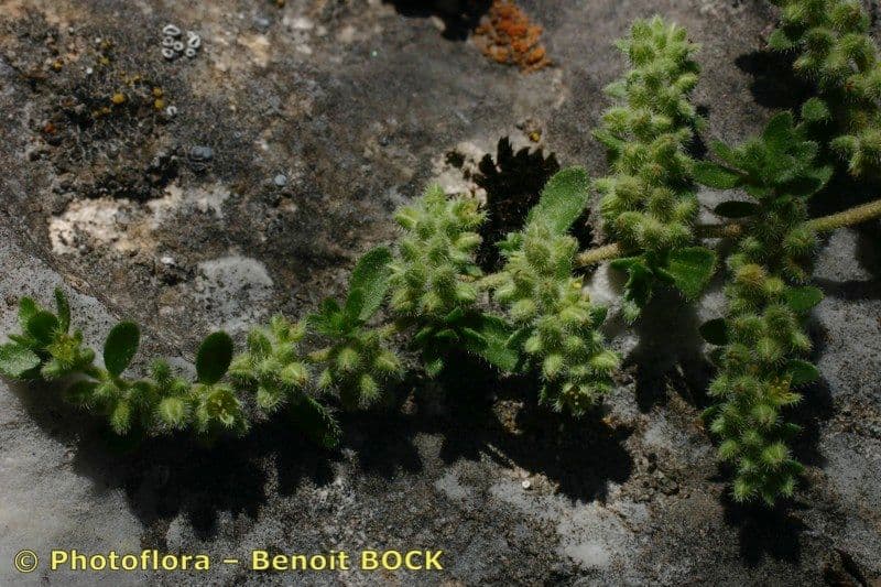Herniaria 4