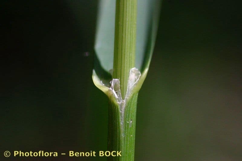 Glyceria striata 18