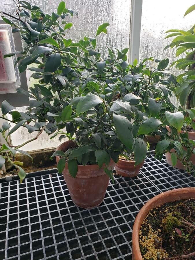 Cleyera giapponese 5