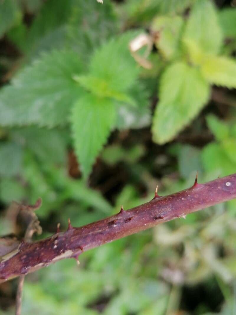 Rovo sassatile 25