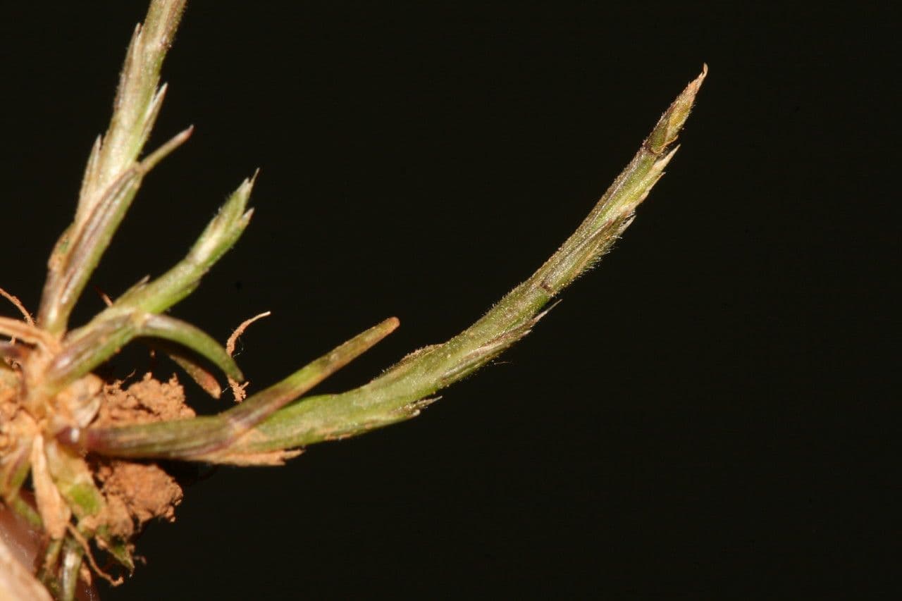 Hainardia cylindrica 9
