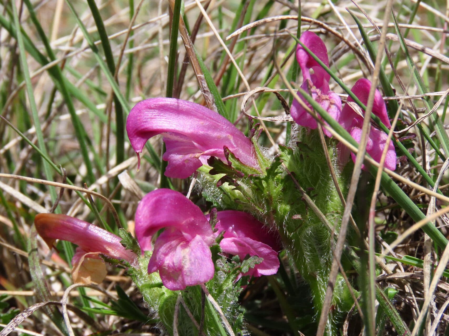 Pedicularis