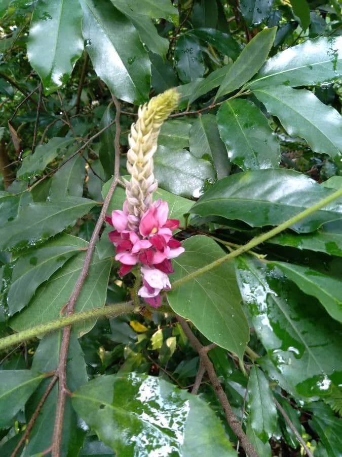 Kudzu 5