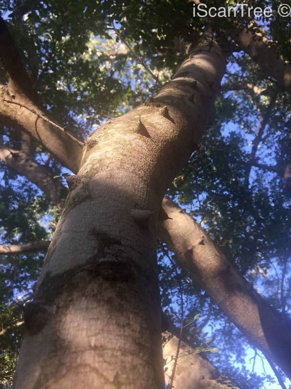 Zanthoxylum 15