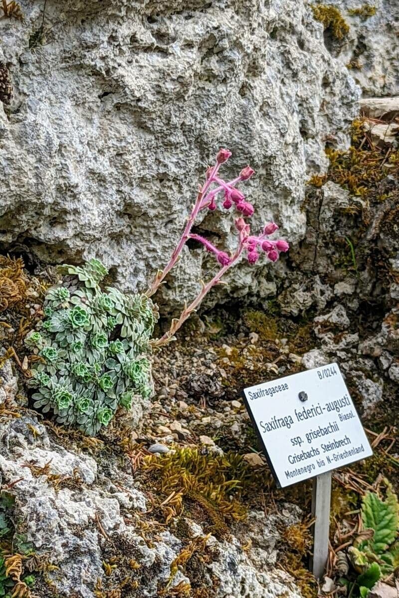 Steinbrech