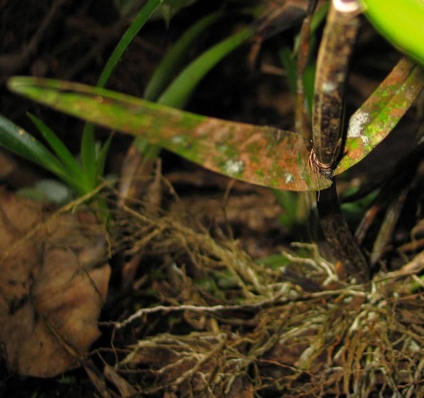 Scaphyglottis 12