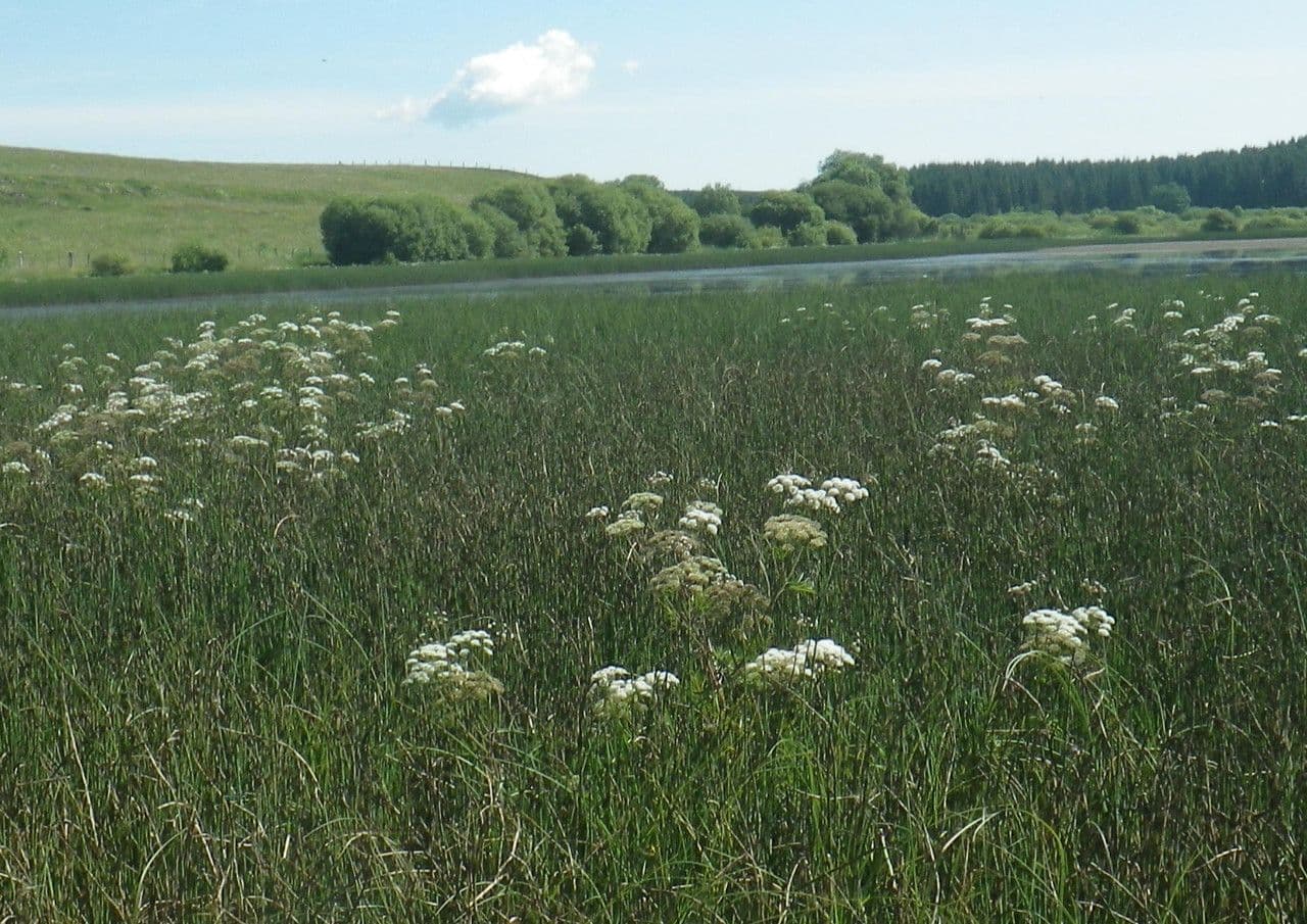 Wasserschierling 14