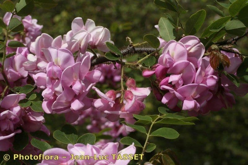 Robinia ispida 28