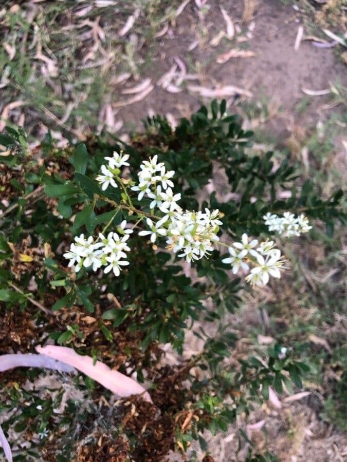 Bursaria spinosa 6
