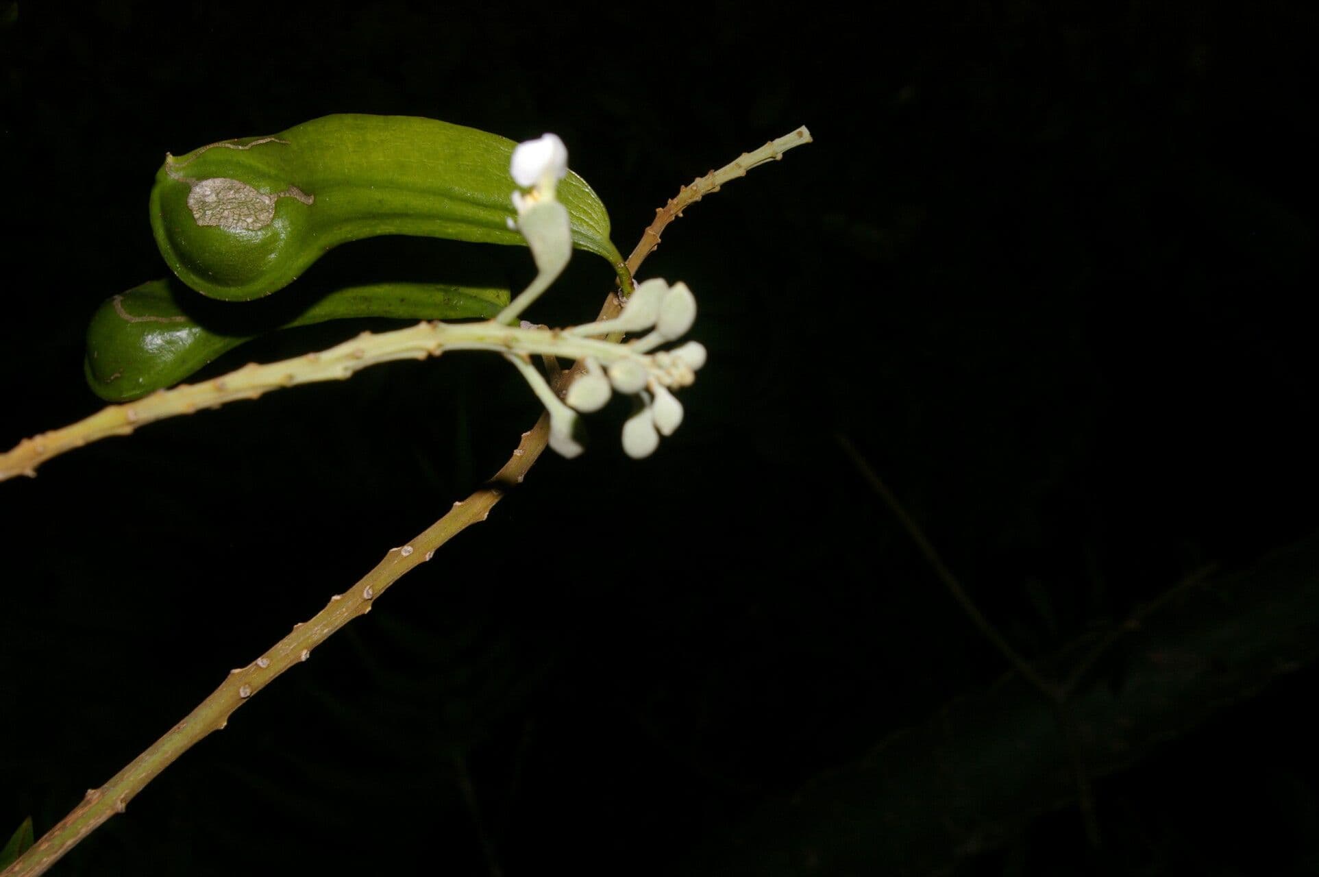 Balsambaum