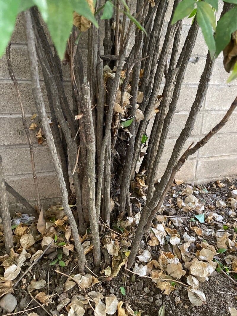 Nandina 23