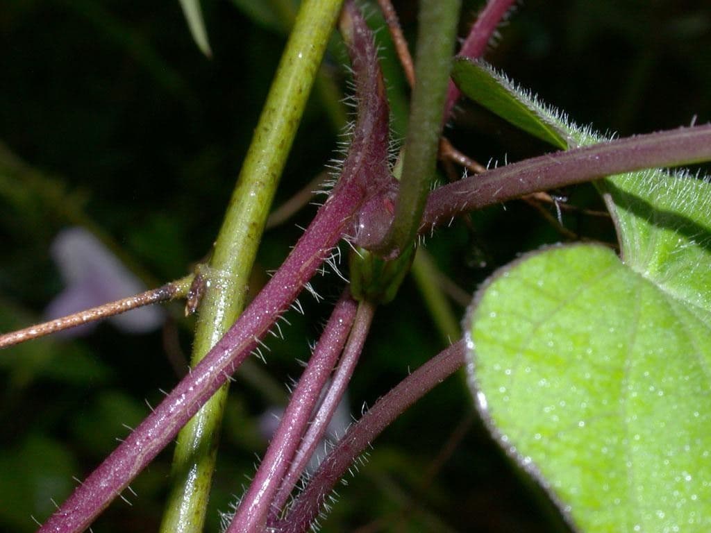 Ipomoea trifida 16