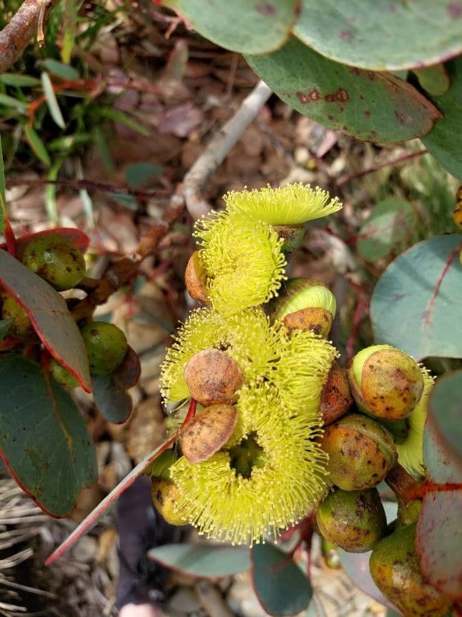 Preiss-Eukalyptus 5