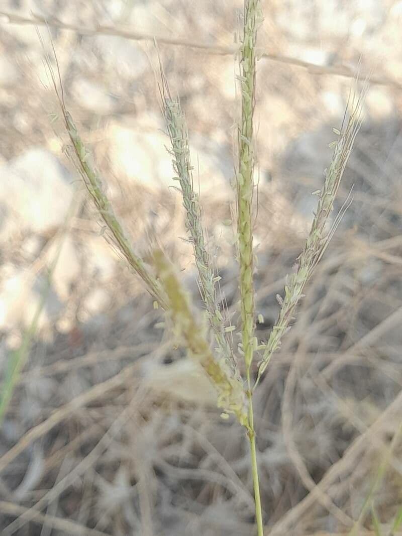 Dichanthium annulatum 7