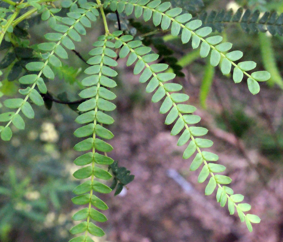 Acacia 5