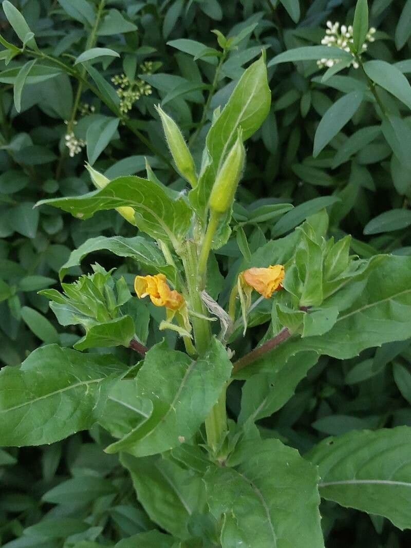 Hairy evening primrose