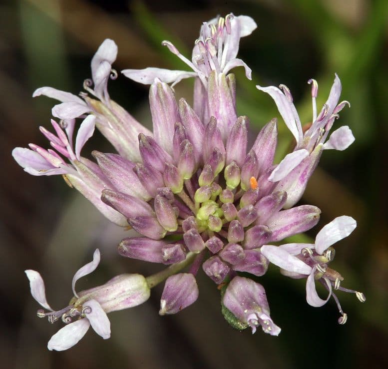 Thelypodium celokrajné