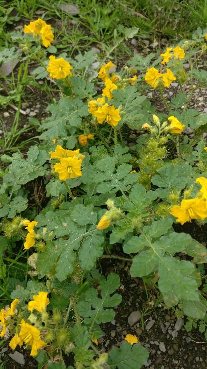 Solanum rostratum 8