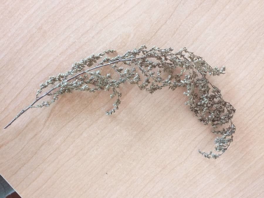 Bylica Verlota 4