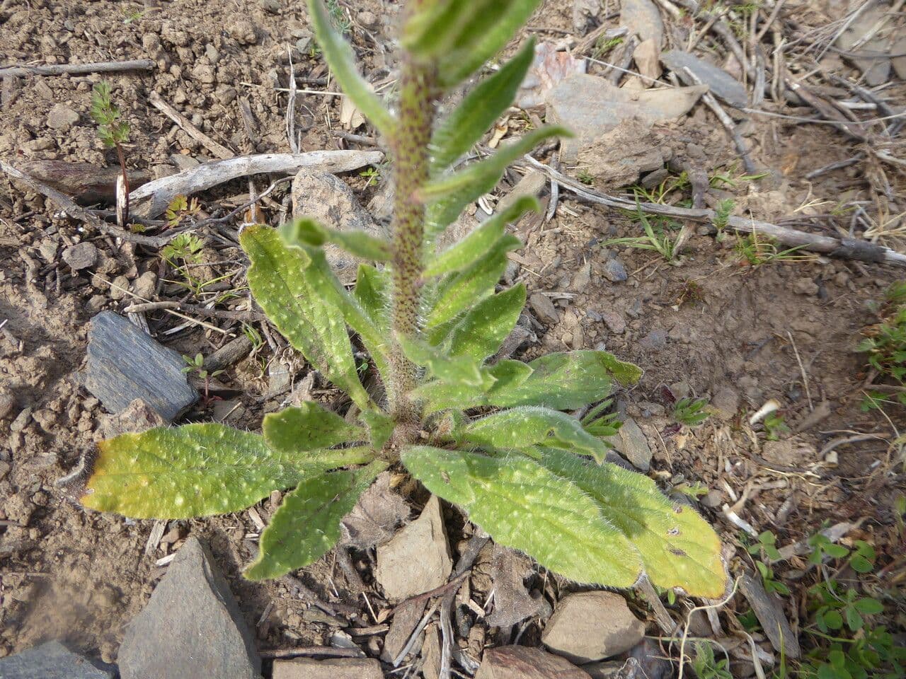 Echium cretico 21