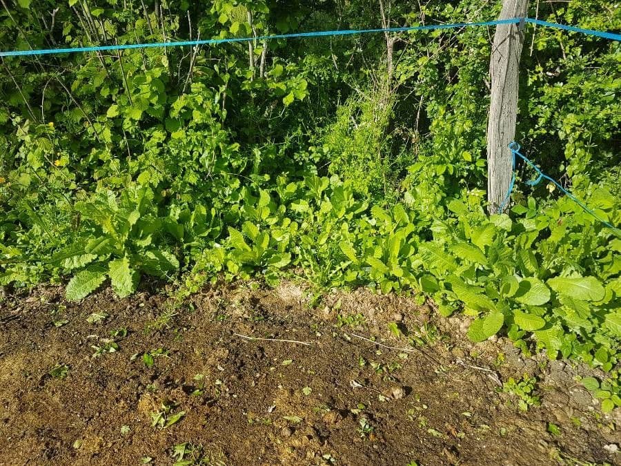 Lechuga amarga 9