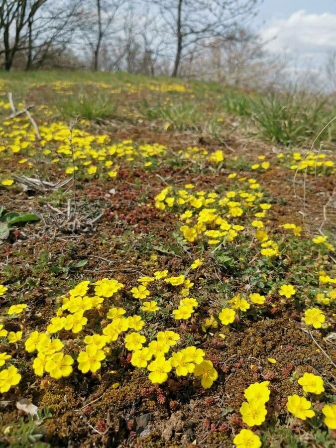 Cincoenrama de primavera 15