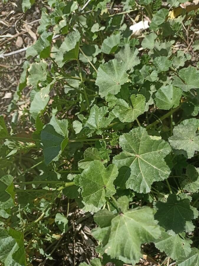 Malva minore 15